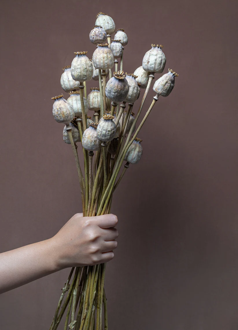 Buy Natural Bunch Dried Poppy Heads (60CM) Online