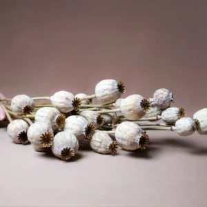 Buy Natural Bunch Dried Poppy Heads (60CM) Online