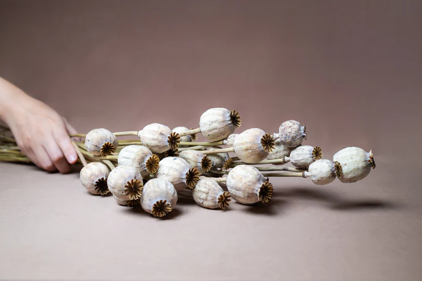 Buy Natural Bunch Dried Poppy Heads (60CM) Online