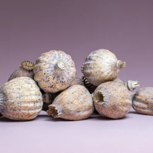 Buy British Dried Poppy Heads Online