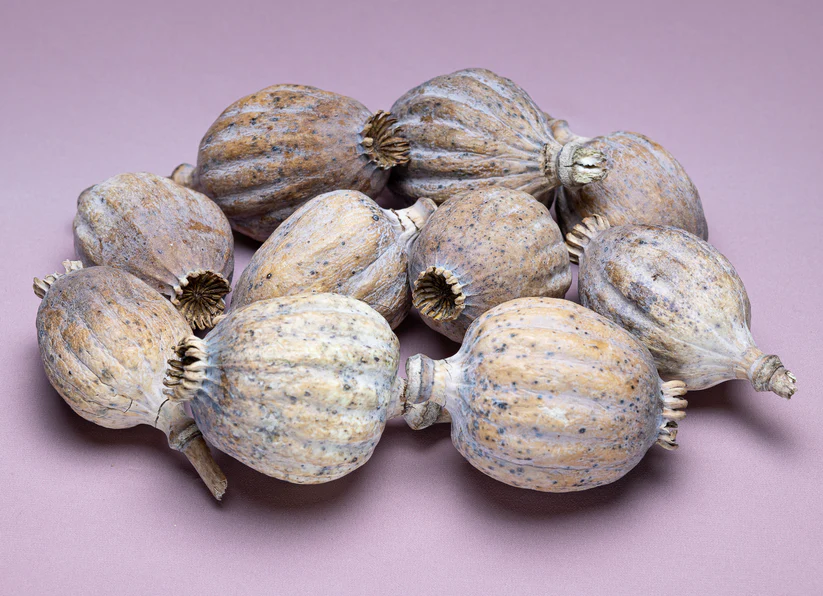 Buy British Dried Poppy Heads Online