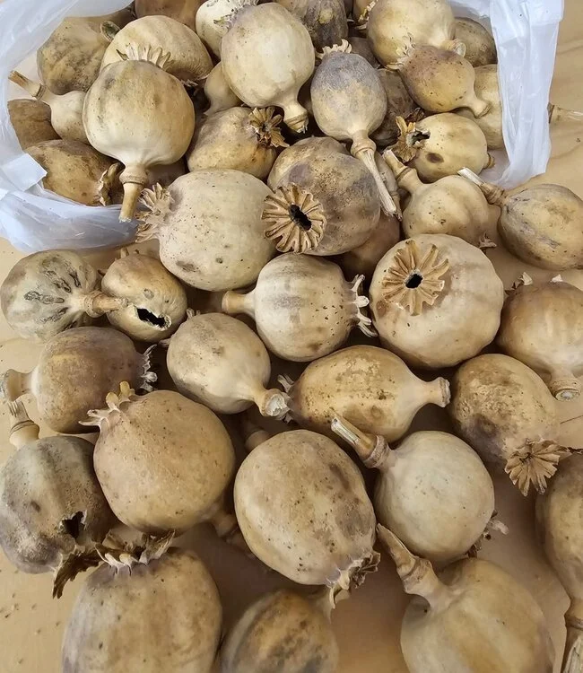 Buy Dried Seedless Austrian poppy heads Online Buy Dried Seedless Austrian poppy heads Online