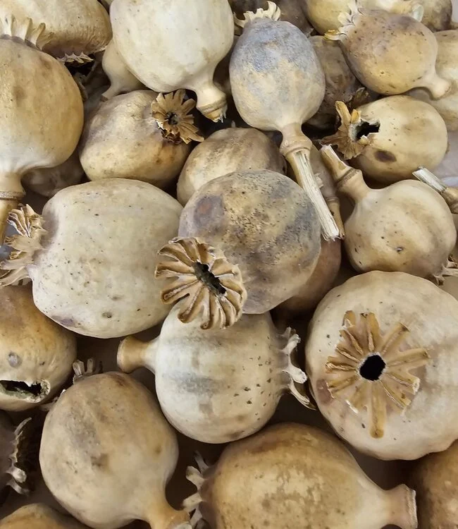 Buy Dried Seedless Austrian poppy heads Online