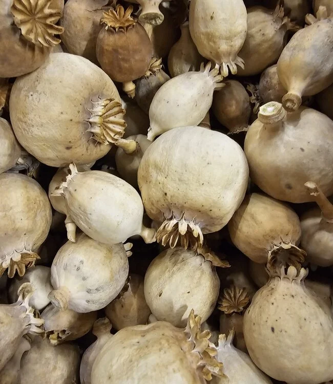 Buy Austrian Poppy Heads With seeds Online