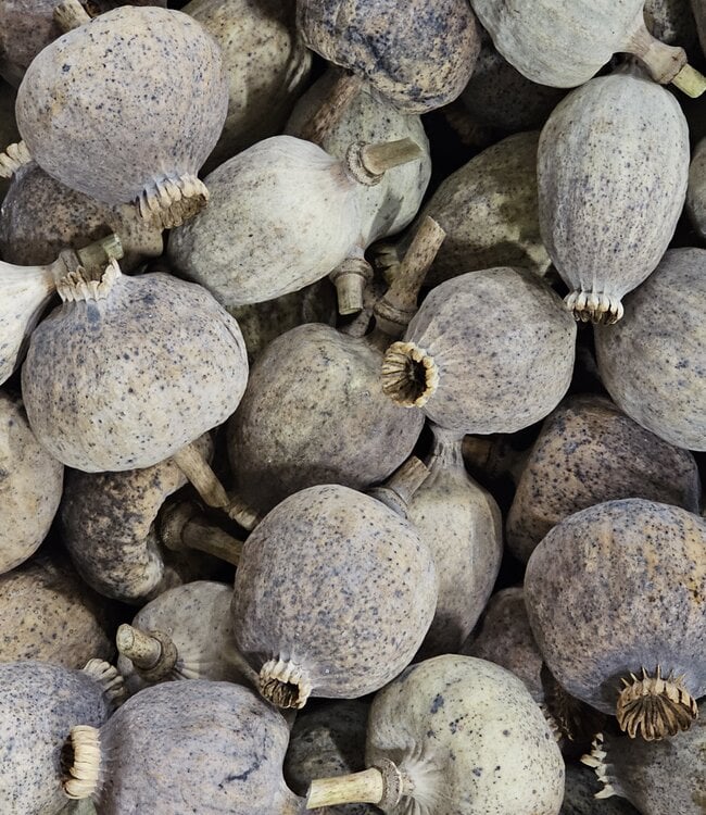 Buy Dried XL Poppy Heads Online