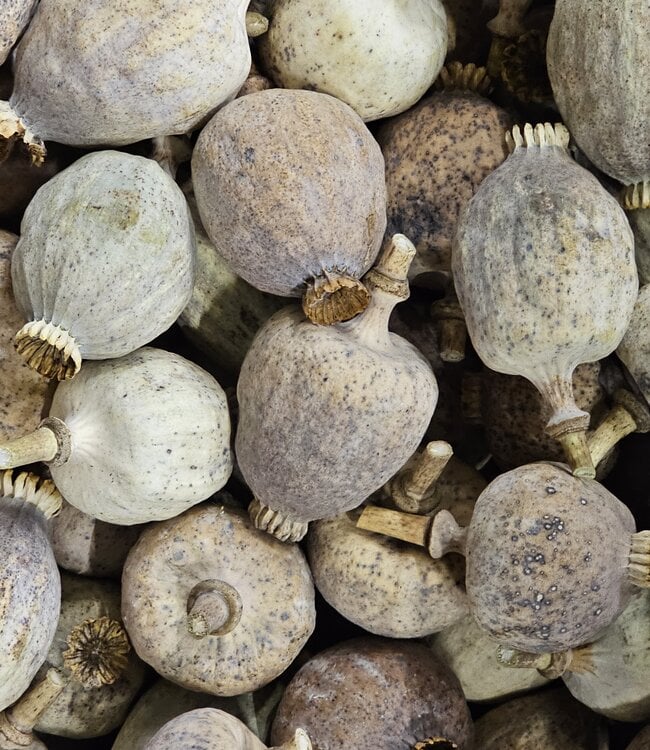 Buy Dried XL Poppy Heads Online