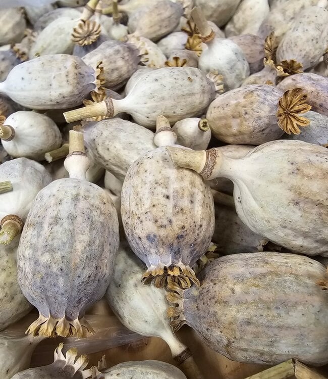 Buy Kilo dried poppy heads Online