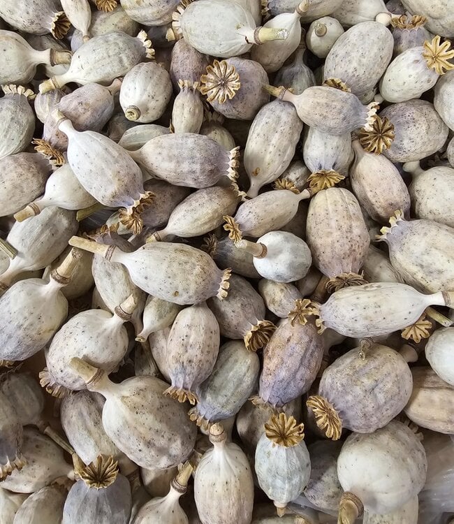 Buy Kilo dried poppy heads Online