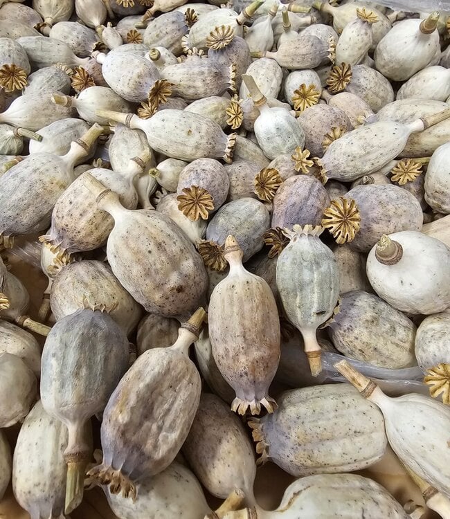 Buy Kilo dried poppy heads Online Buy Kilo dried poppy heads Online