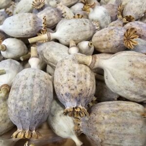 Buy Dutch dried poppy heads Online
